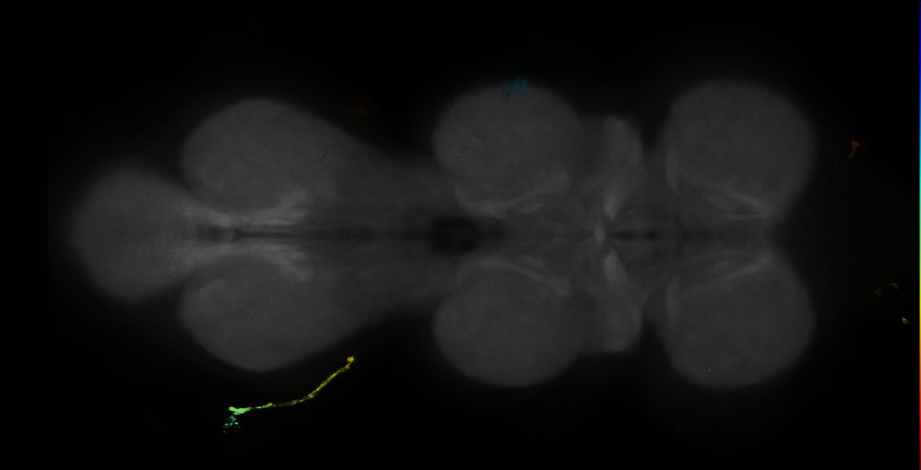 P{GMR46C08-GAL4} expression pattern