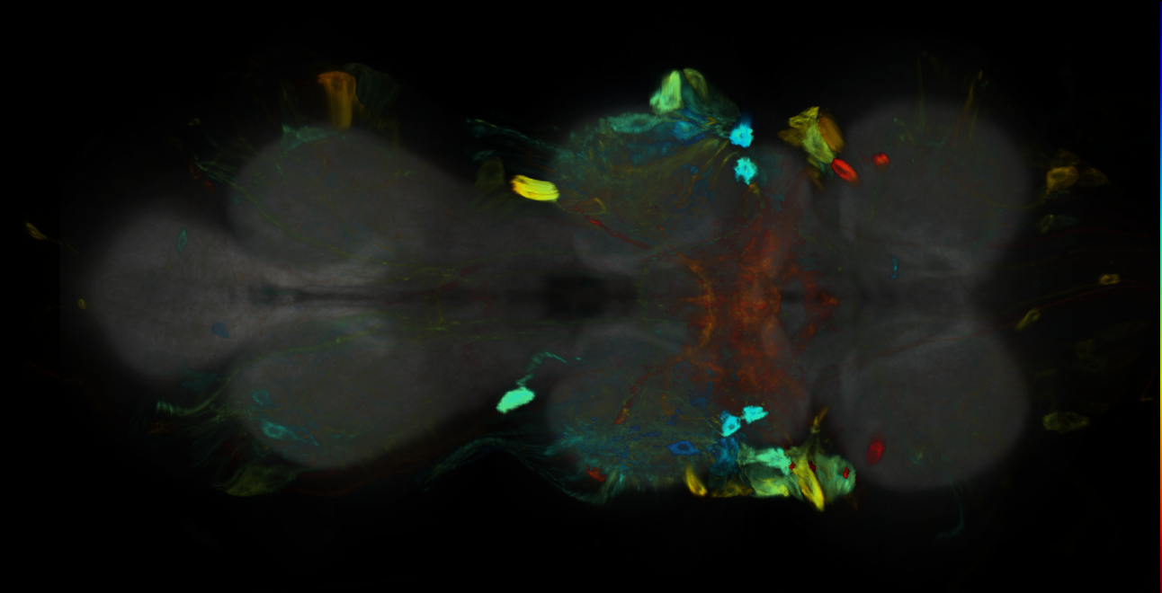 P{GMR47D05-GAL4} expression pattern