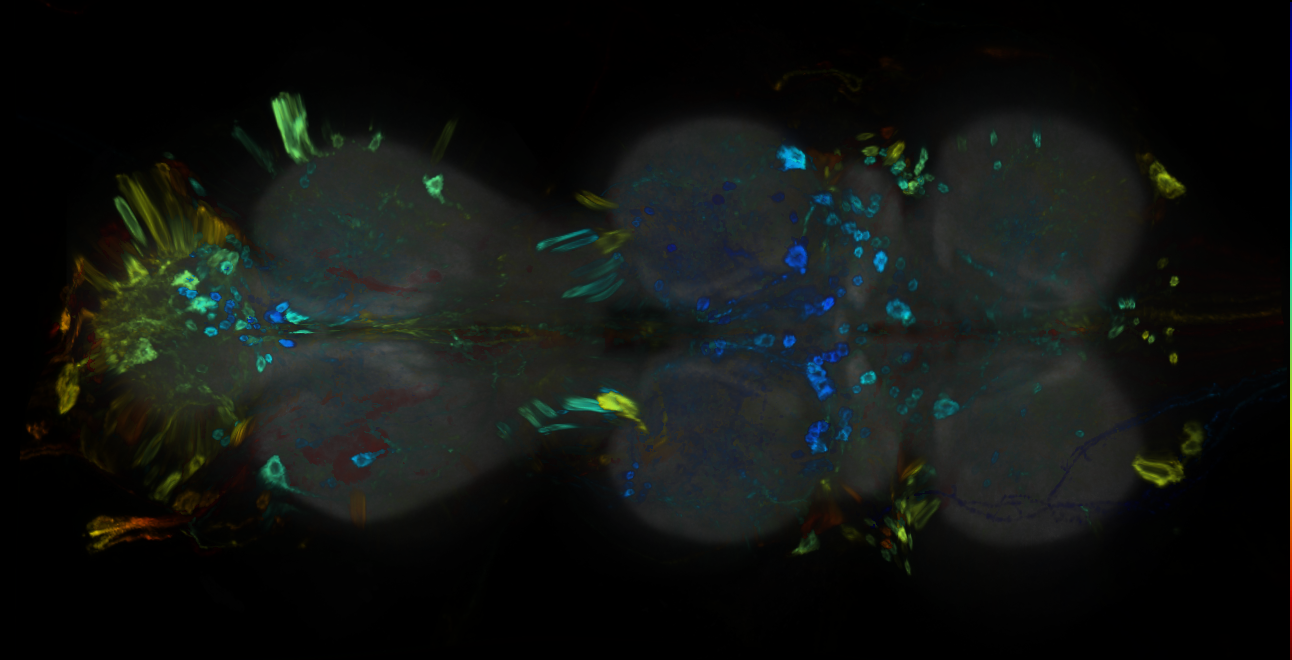 P{GMR48F02-GAL4} expression pattern