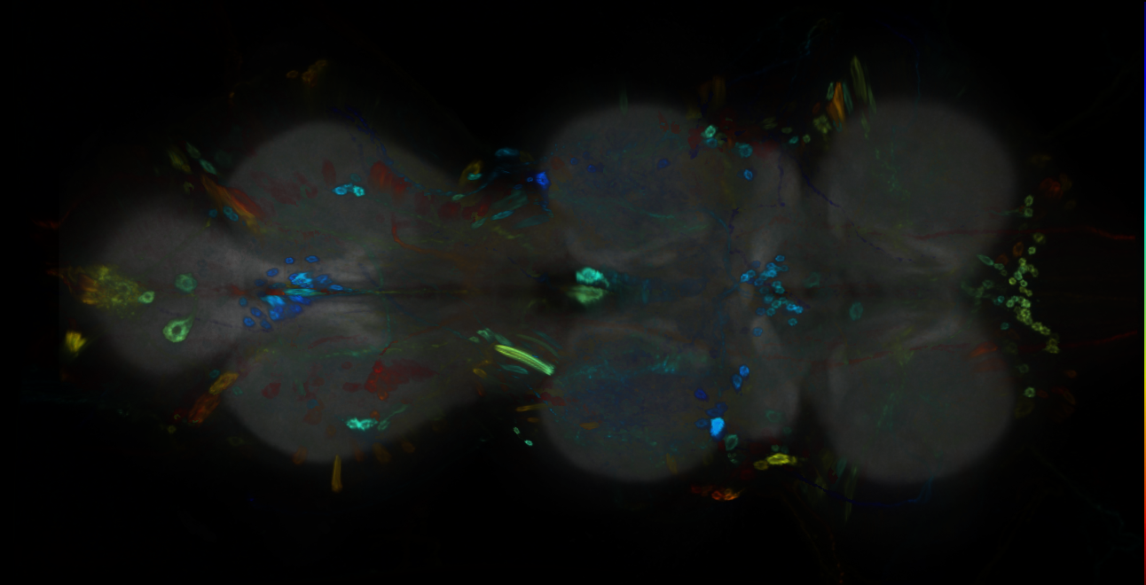 P{GMR48H12-GAL4} expression pattern
