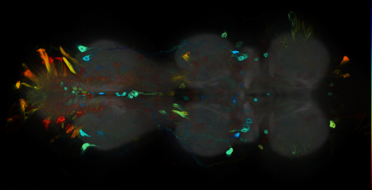 P{GMR49E09-GAL4} expression pattern