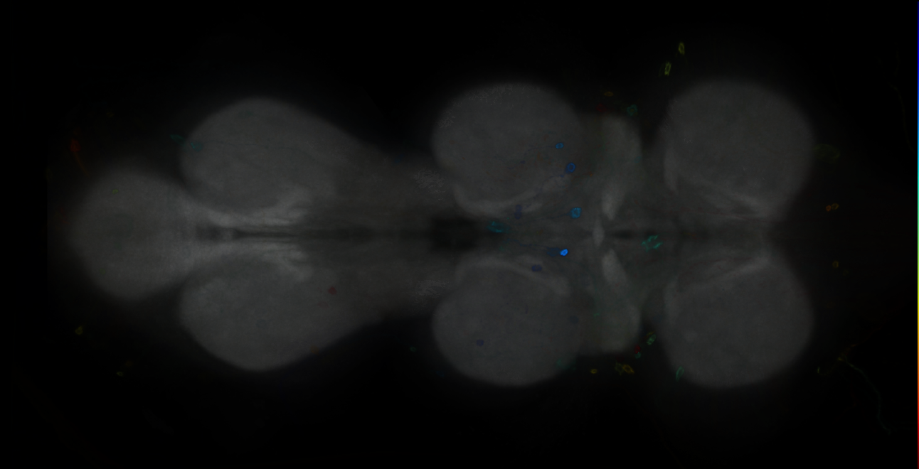 P{GMR50A07-GAL4} expression pattern