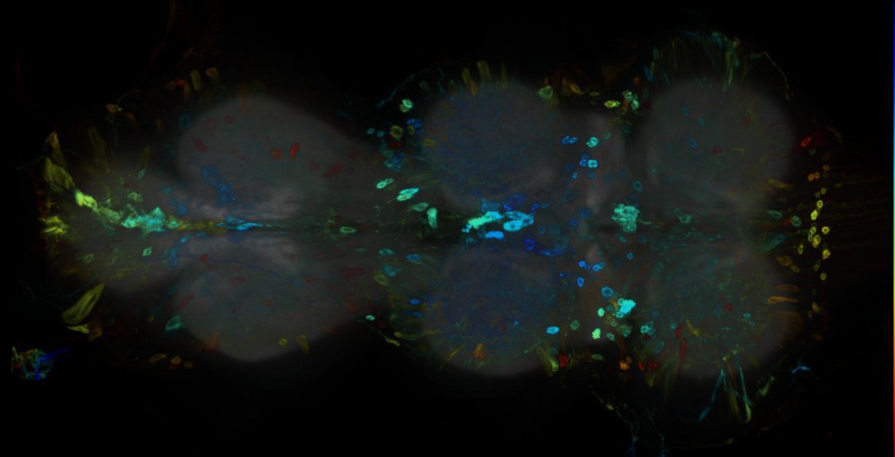 P{GMR50B04-GAL4} expression pattern
