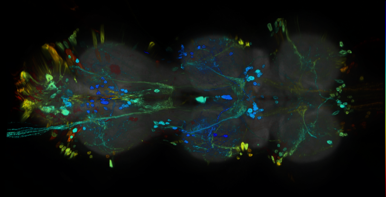 P{GMR50B09-GAL4} expression pattern