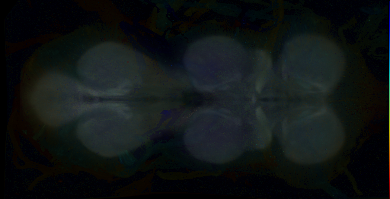 P{GMR50C02-GAL4} expression pattern