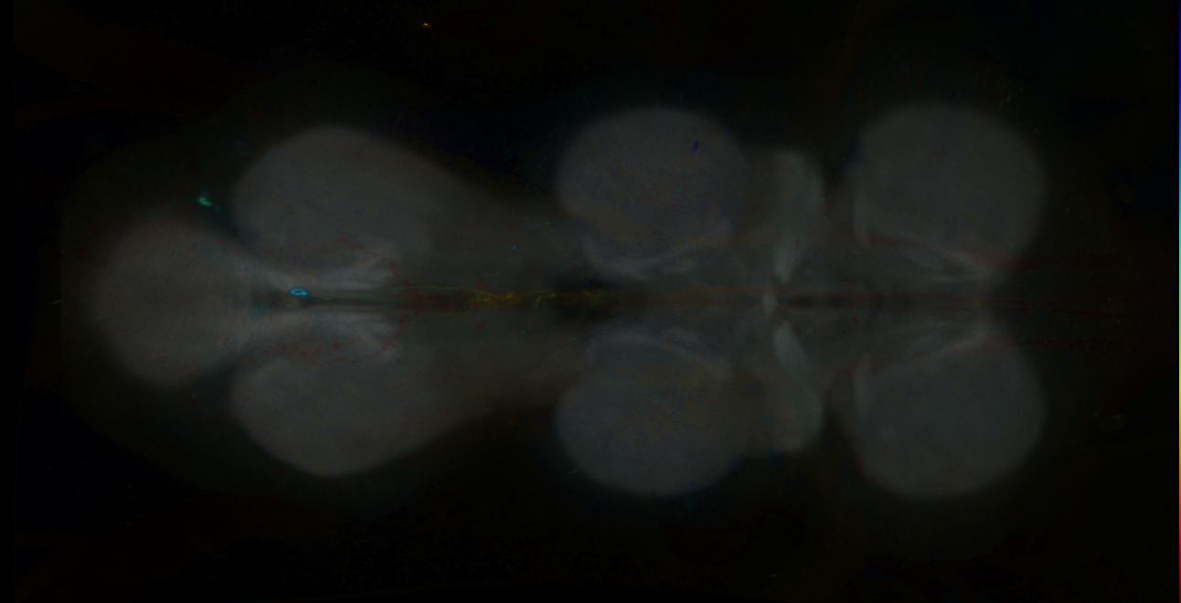 P{GMR50G12-GAL4} expression pattern