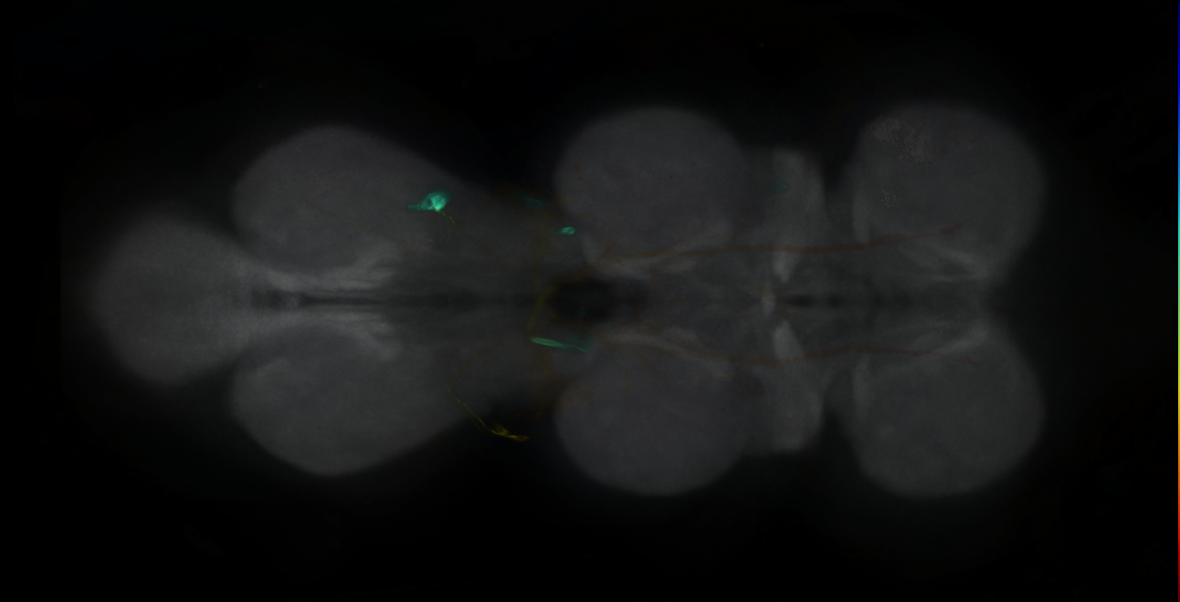 P{GMR50H10-GAL4} expression pattern