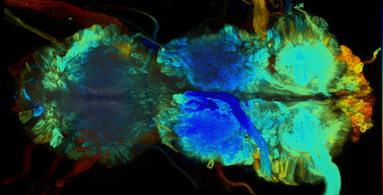 P{GMR51E12-GAL4} expression pattern