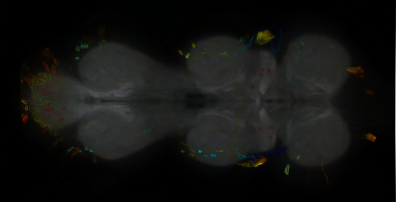 P{GMR53B04-GAL4} expression pattern