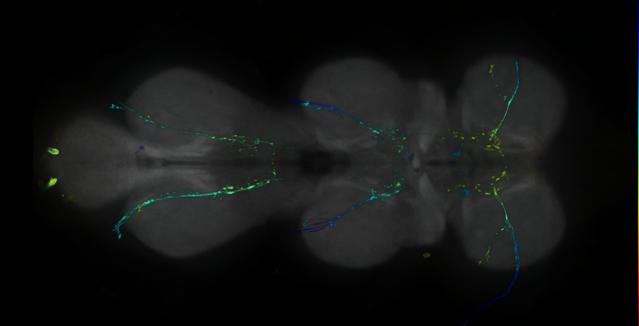 P{GMR53D03-GAL4} expression pattern