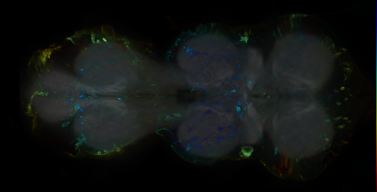 P{GMR53D10-GAL4} expression pattern