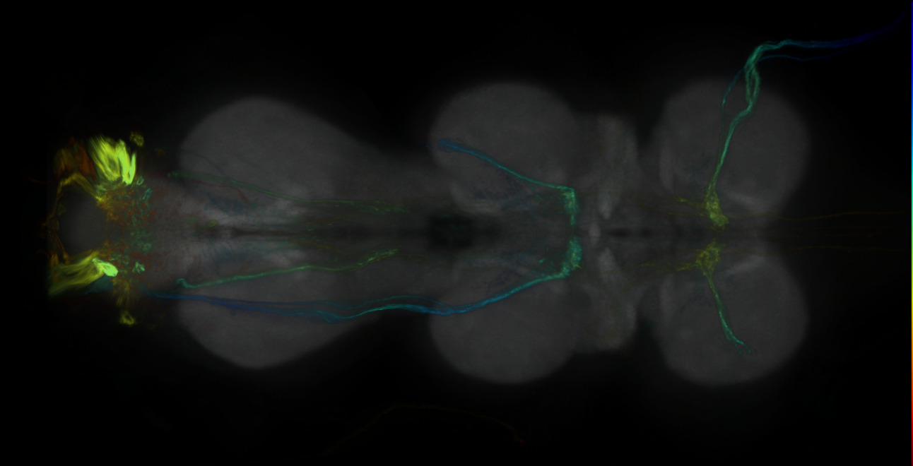 P{GMR53E08-GAL4} expression pattern