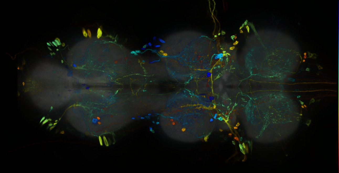 P{GMR53F10-GAL4} expression pattern