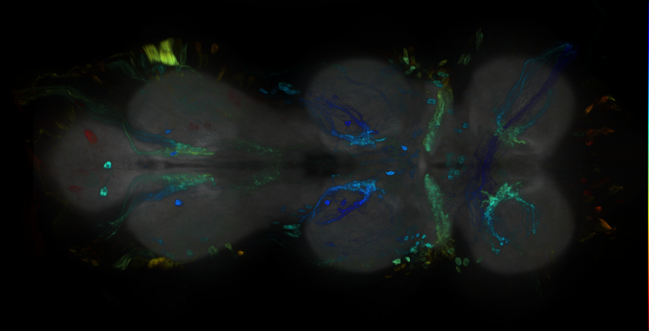P{GMR53G02-GAL4} expression pattern