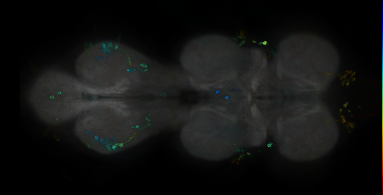 P{GMR54B06-GAL4} expression pattern