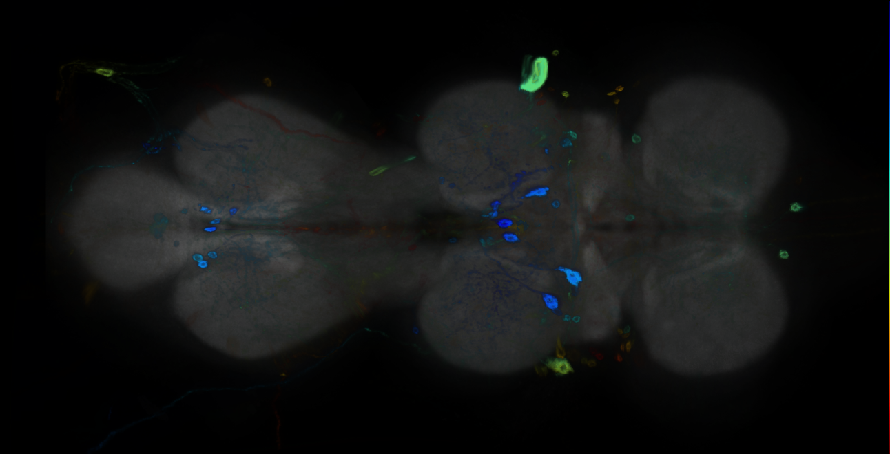 P{GMR54B09-GAL4} expression pattern