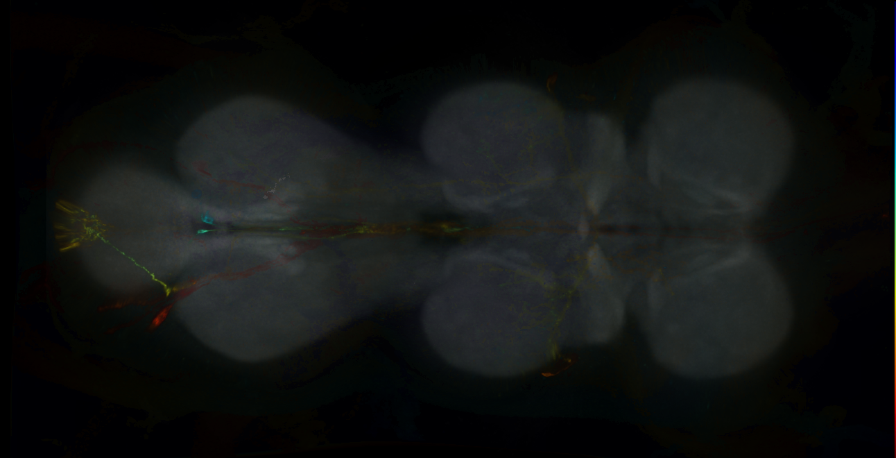 P{GMR54C09-GAL4} expression pattern