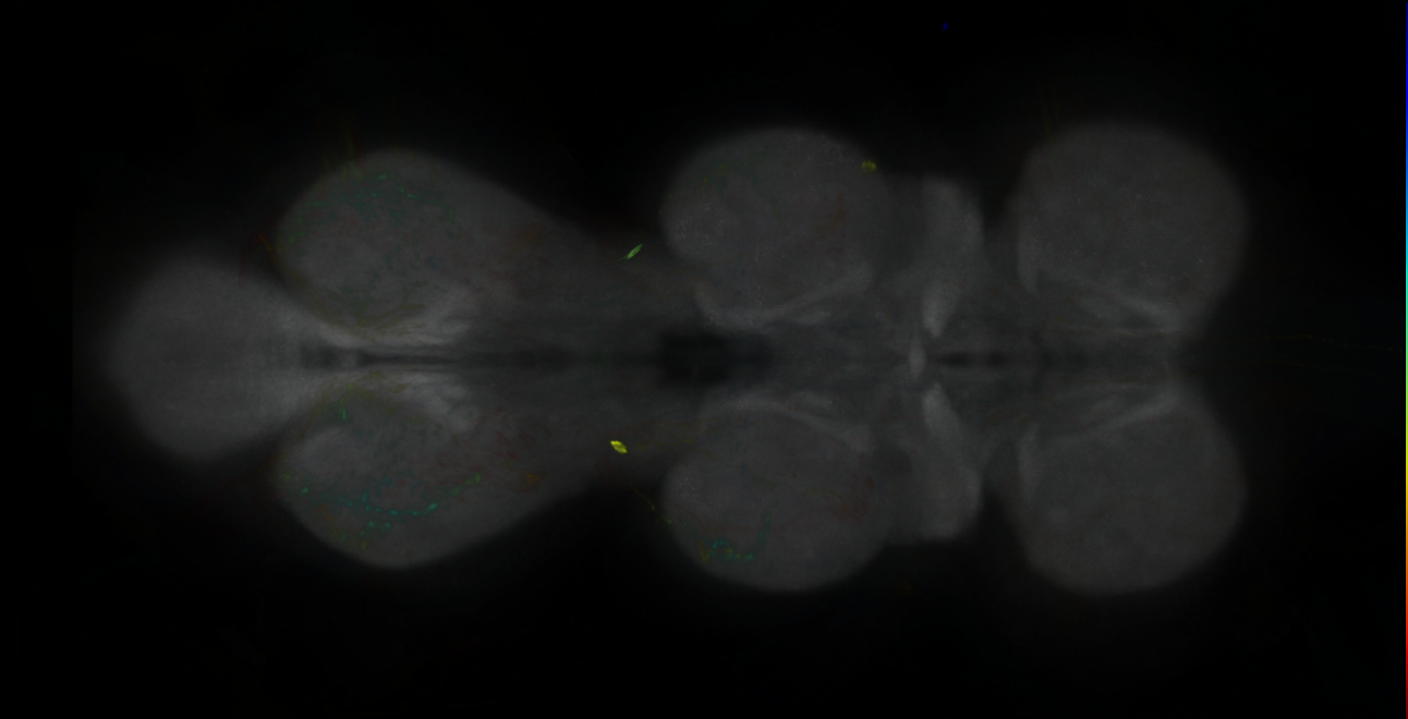 P{GMR54F03-GAL4} expression pattern