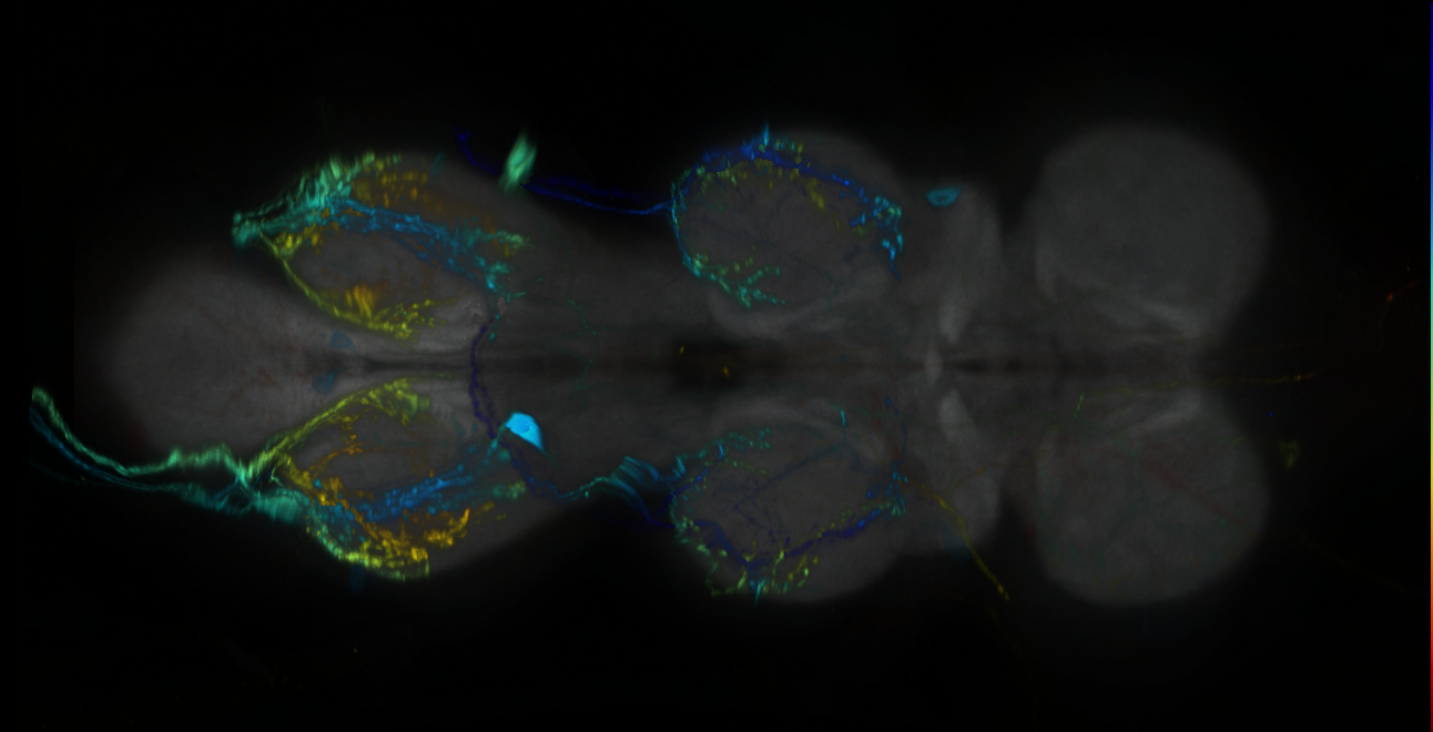 P{GMR54F03-GAL4} expression pattern