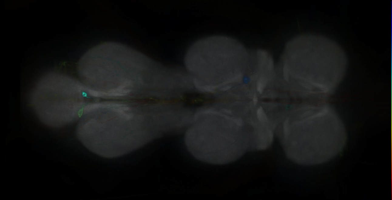 P{GMR54F05-GAL4} expression pattern