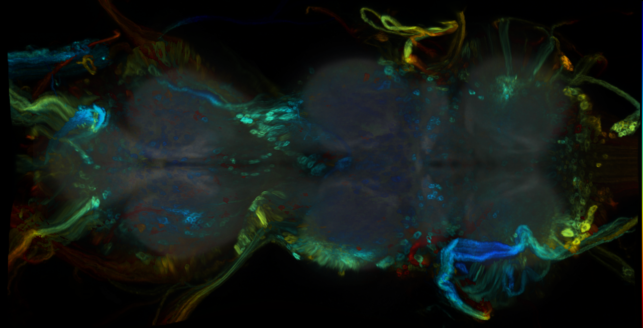 P{GMR54F06-GAL4} expression pattern