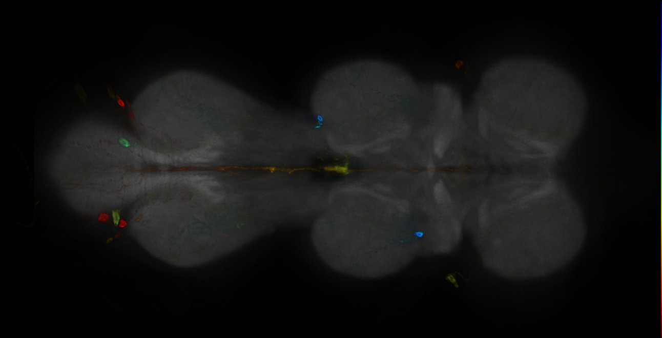 P{GMR54G03-GAL4} expression pattern
