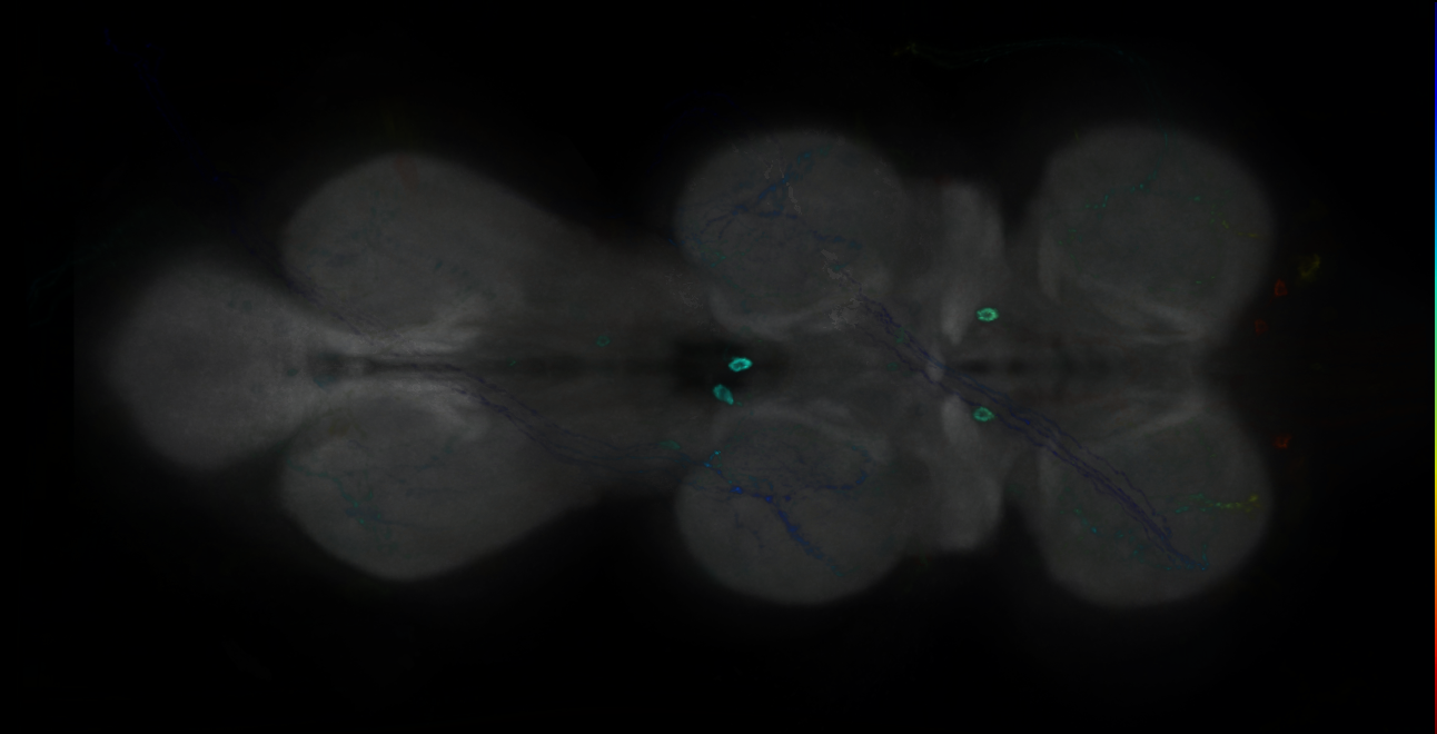P{GMR55C01-GAL4} expression pattern