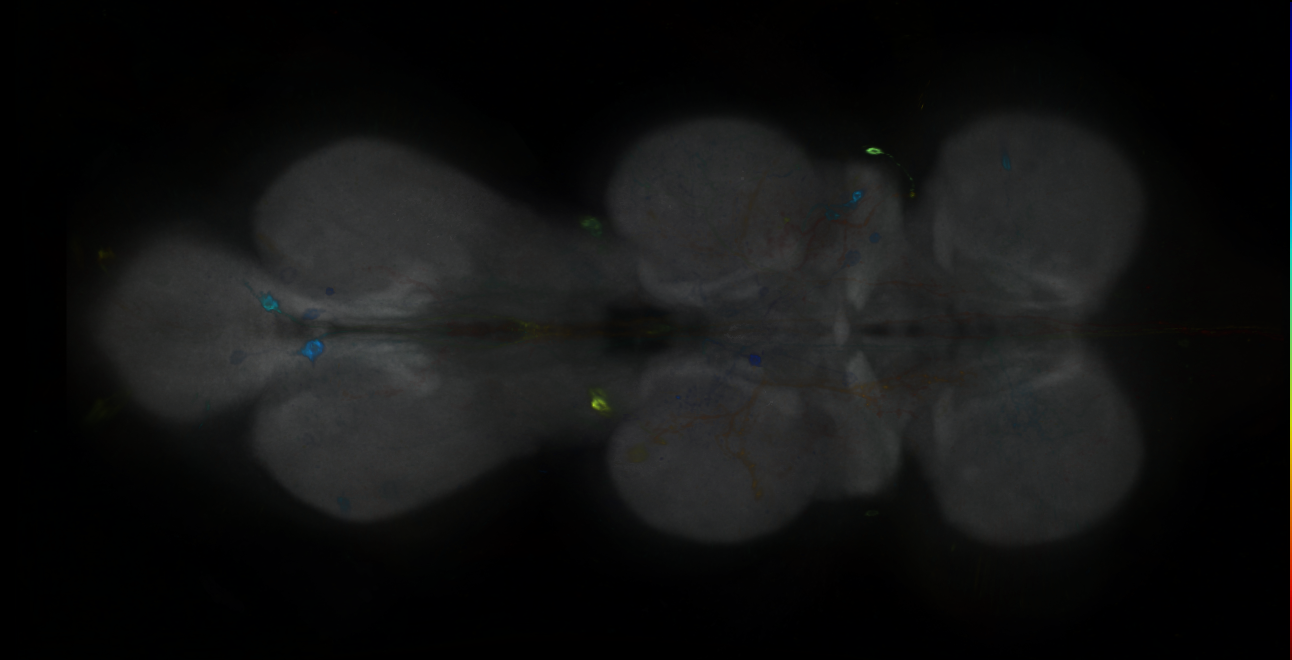 P{GMR55C02-GAL4} expression pattern