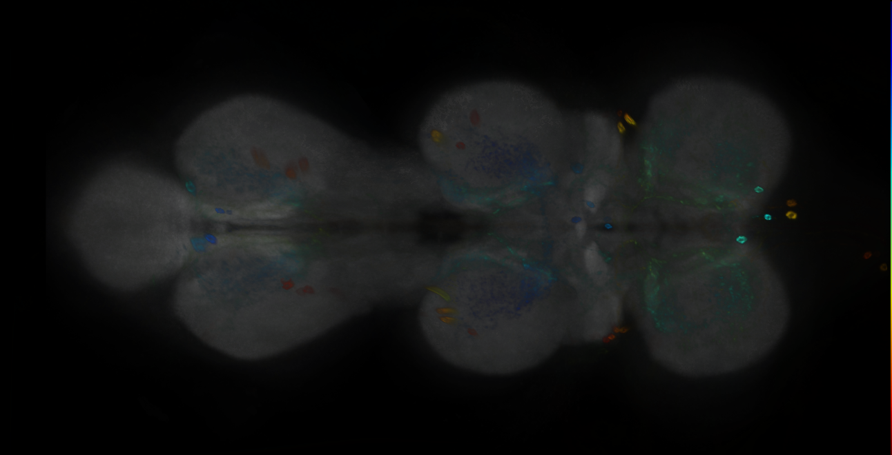 P{GMR55D08-GAL4} expression pattern