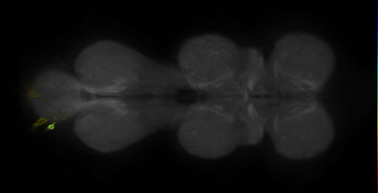 P{GMR56B01-GAL4} expression pattern