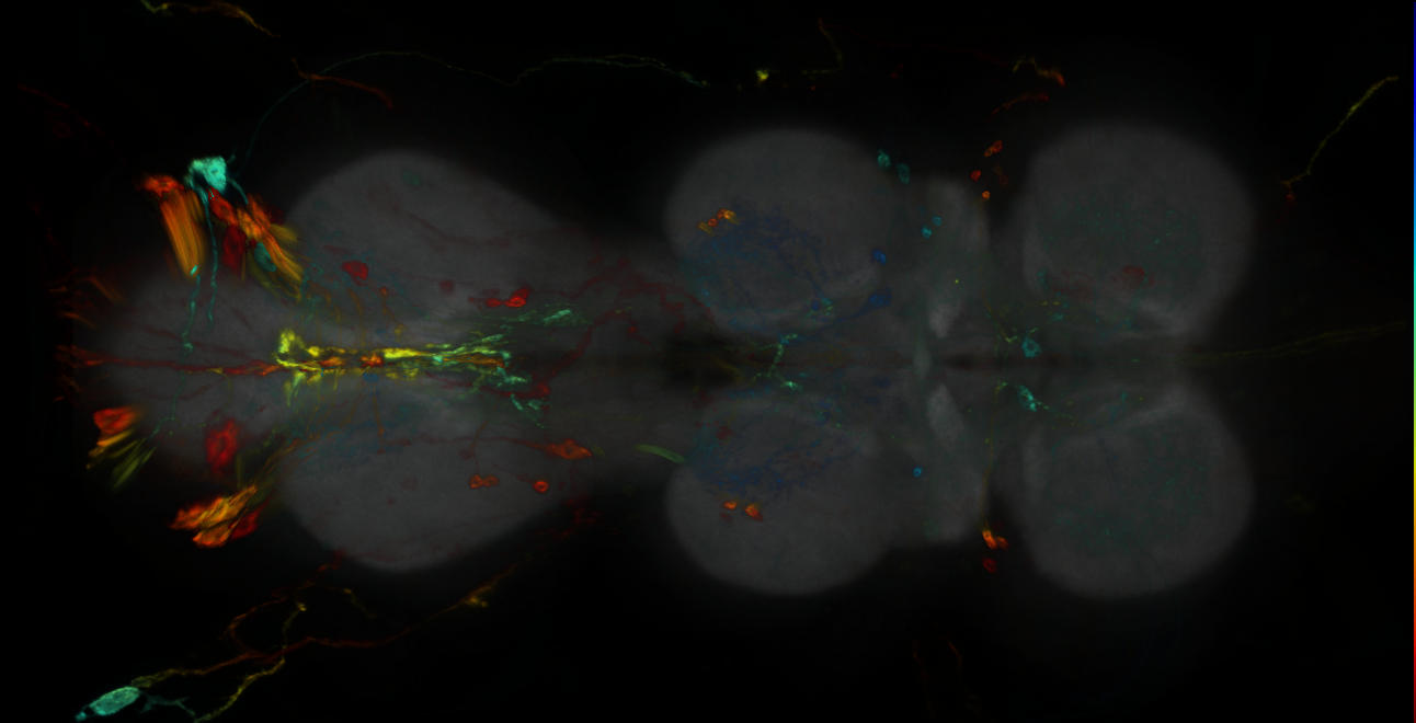 P{GMR56B08-GAL4} expression pattern