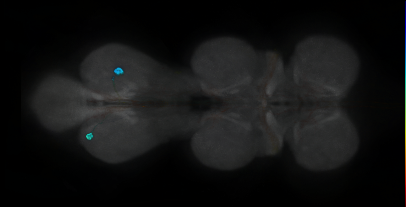 P{GMR56C09-GAL4} expression pattern
