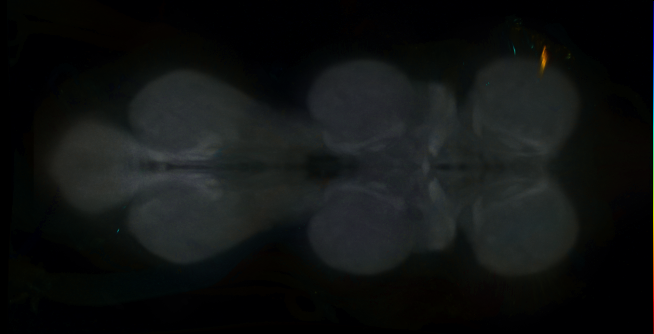 P{GMR56E07-GAL4} expression pattern