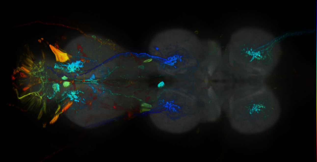 P{GMR56F01-GAL4} expression pattern