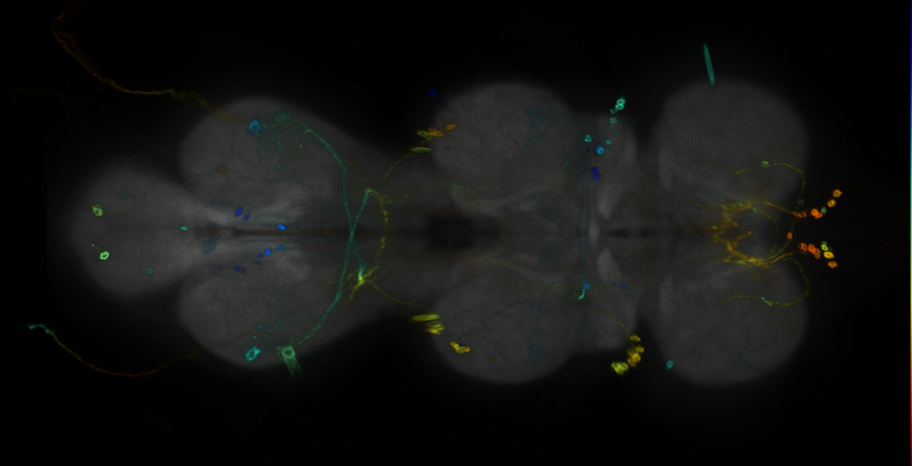 P{GMR56F04-GAL4} expression pattern