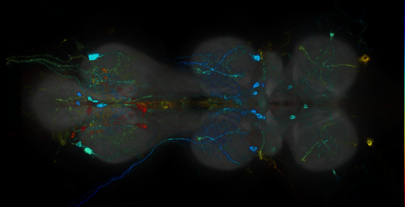 P{GMR56F10-GAL4} expression pattern