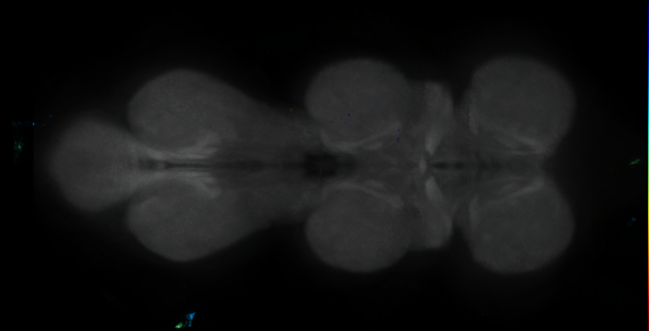 P{GMR56G10-GAL4} expression pattern