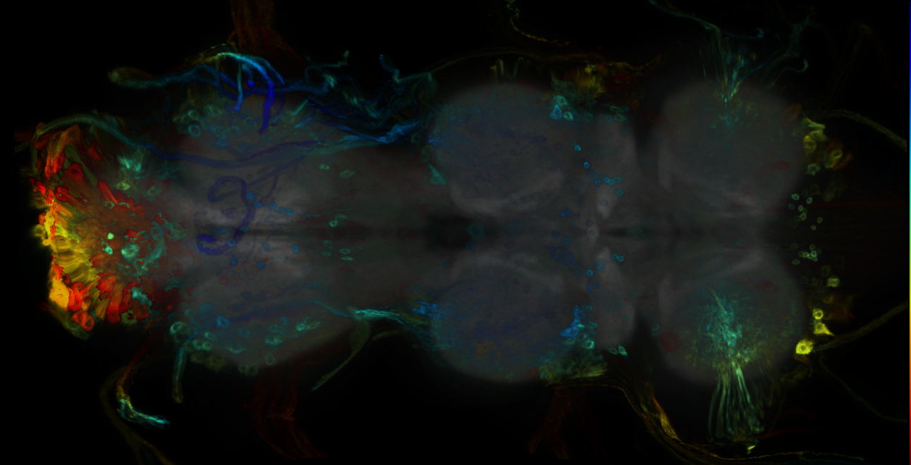 P{GMR58H04-GAL4} expression pattern