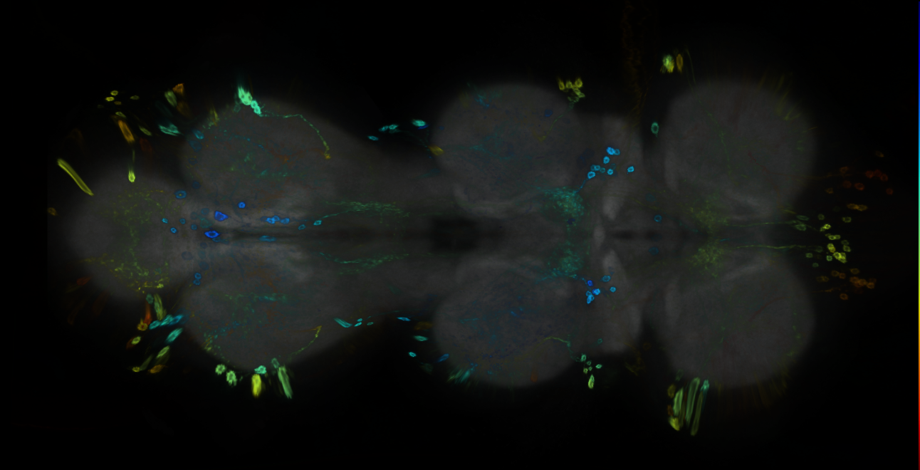 P{GMR59A10-GAL4} expression pattern