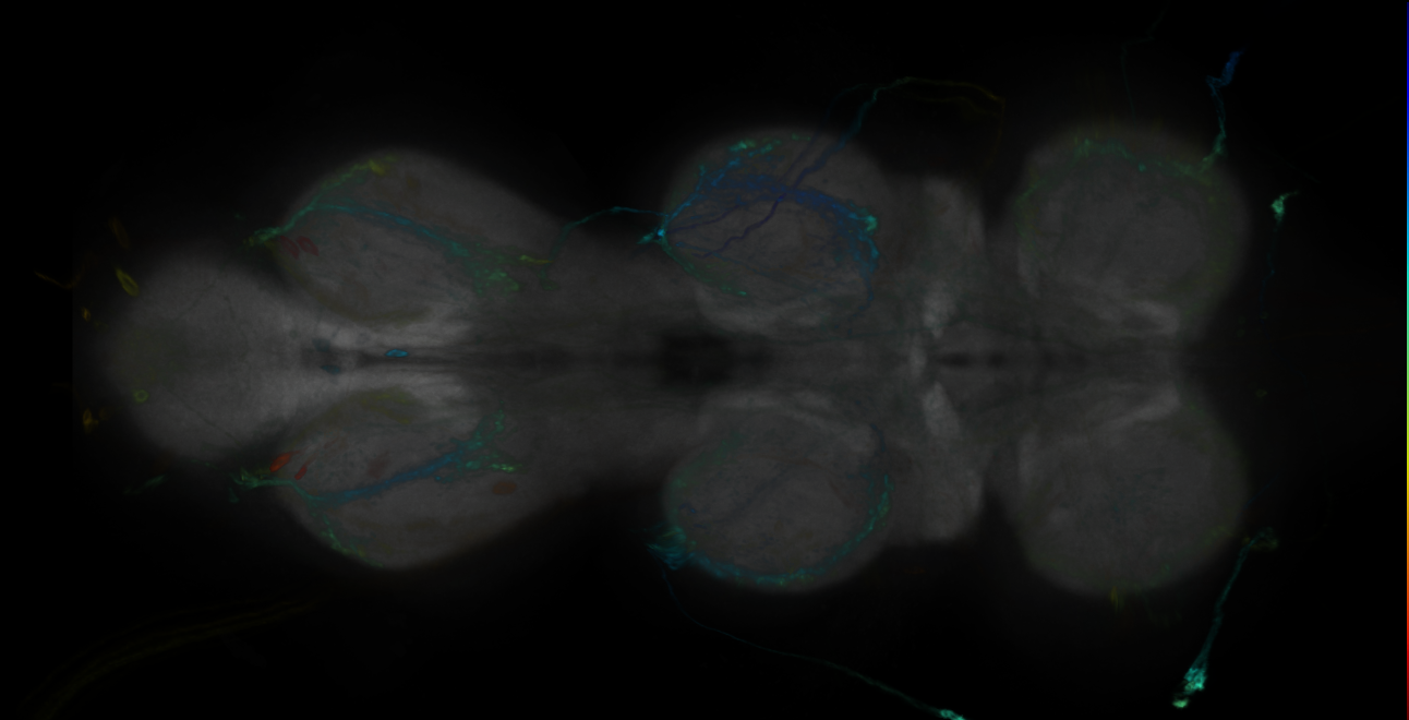 P{GMR59C08-GAL4} expression pattern