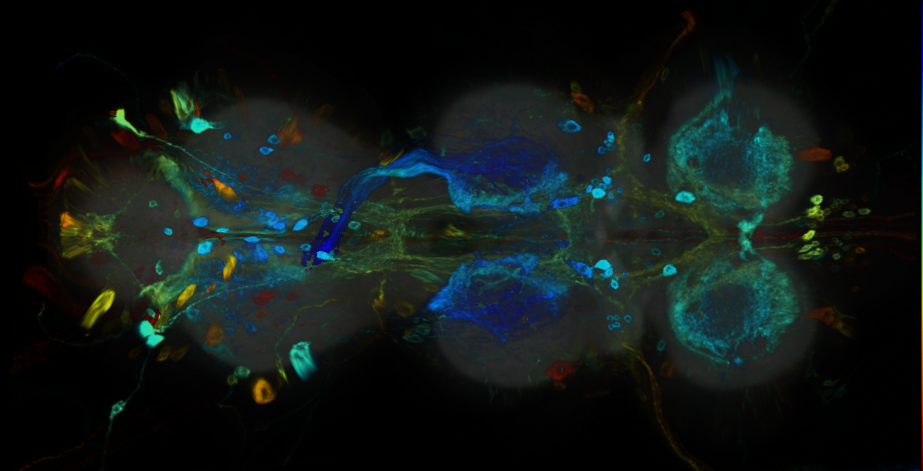 P{GMR59D06-GAL4} expression pattern