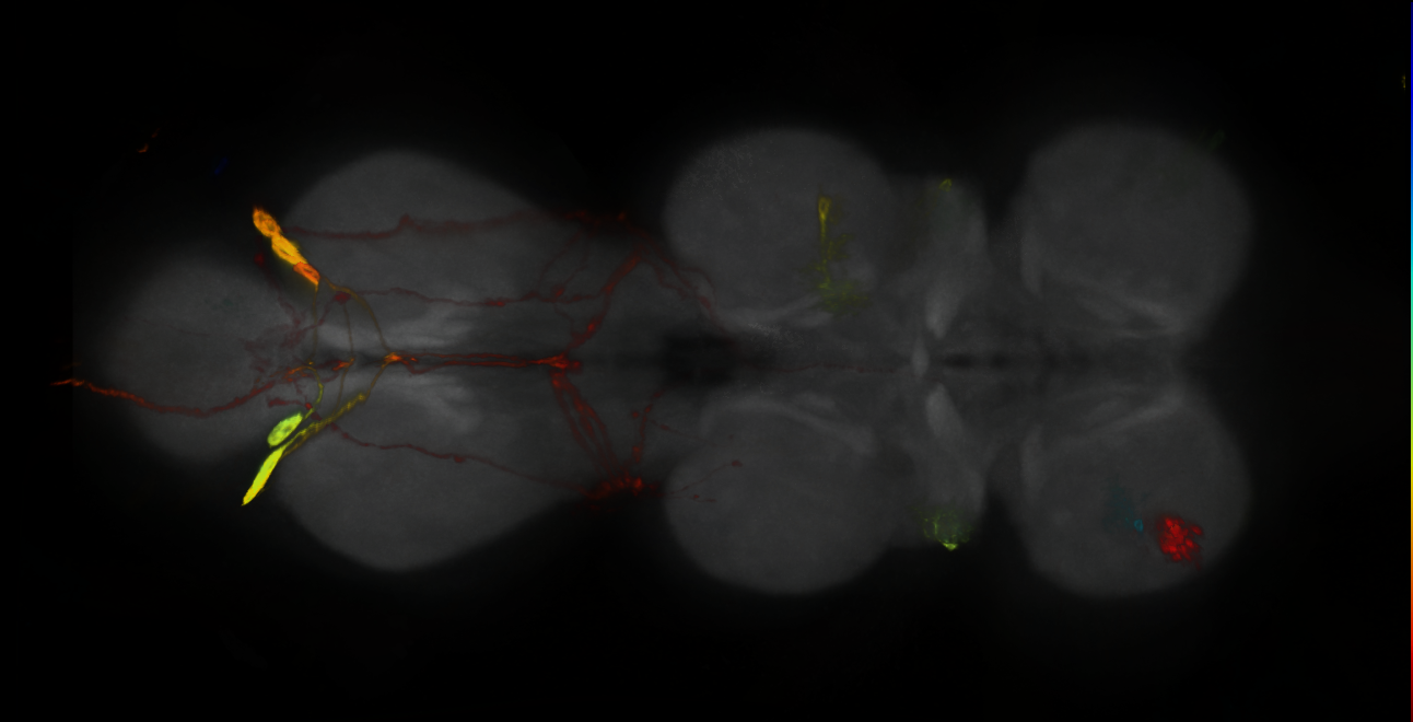 P{GMR59G01-GAL4} expression pattern