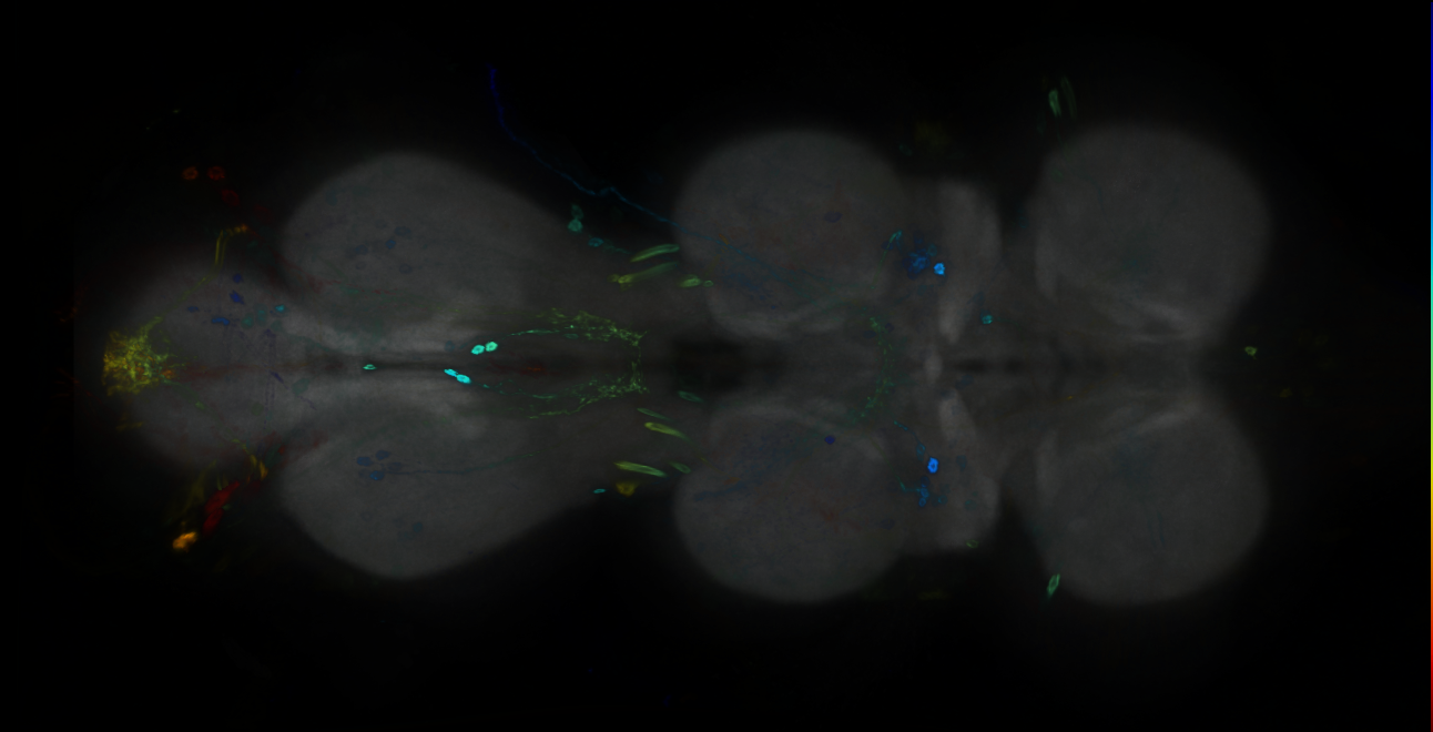 P{GMR59H06-GAL4} expression pattern