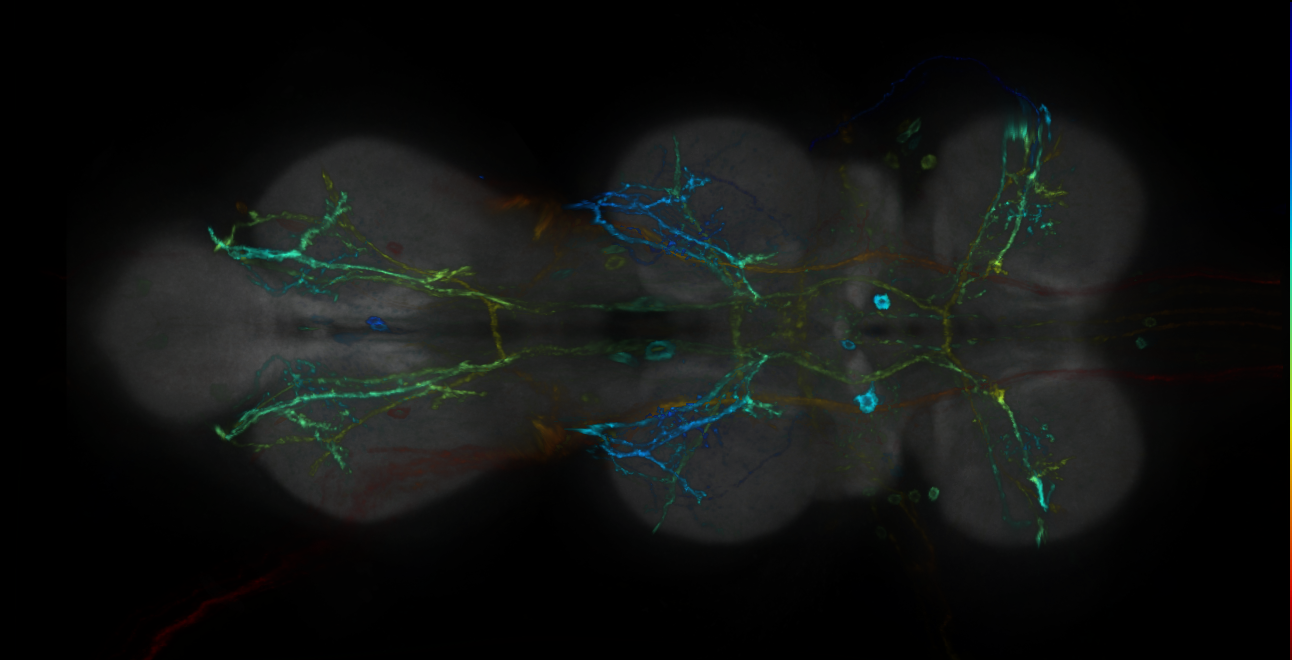 P{GMR60B12-GAL4} expression pattern