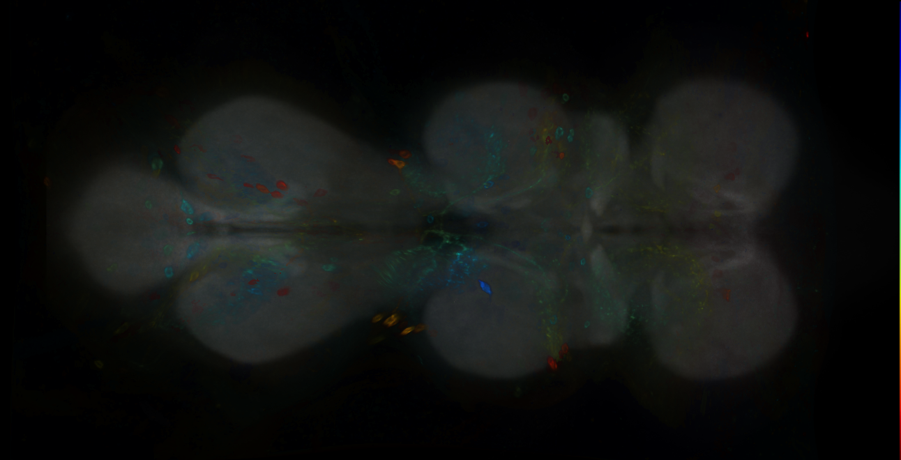 P{GMR60D05-GAL4} expression pattern