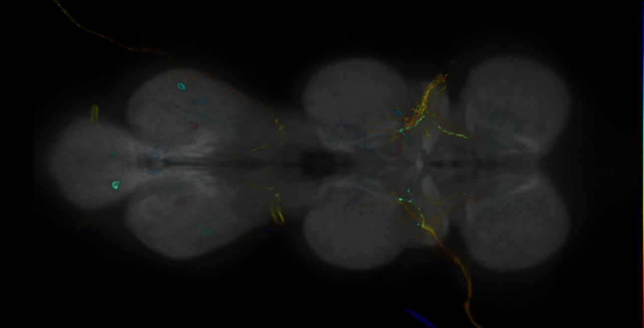 P{GMR60D12-GAL4} expression pattern