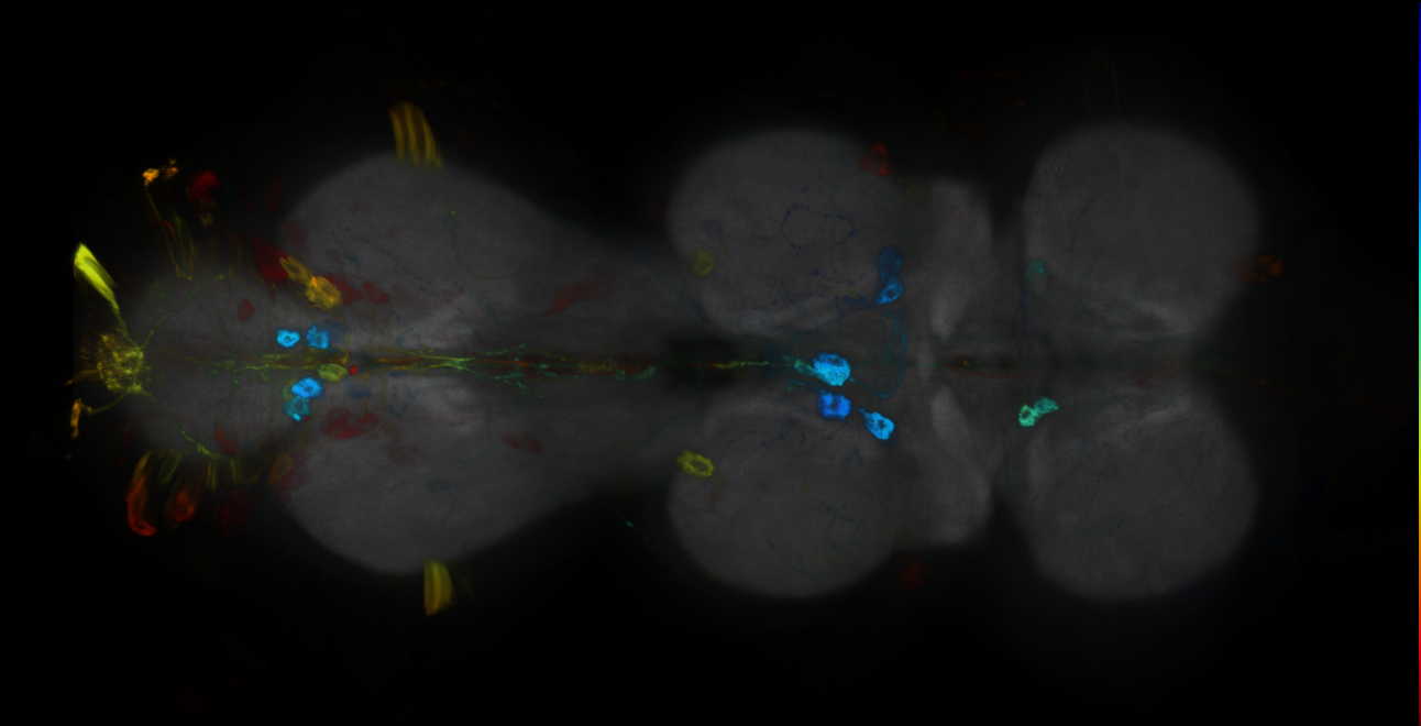 P{GMR60E05-GAL4} expression pattern