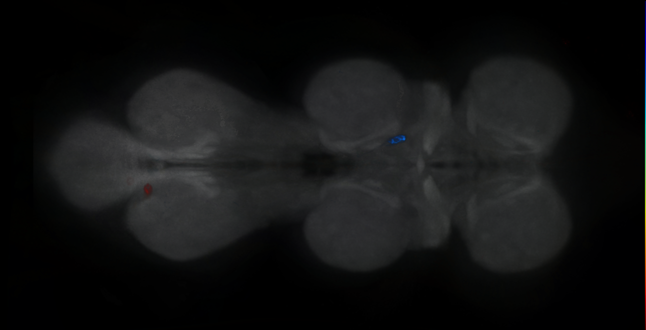 P{GMR60E07-GAL4} expression pattern