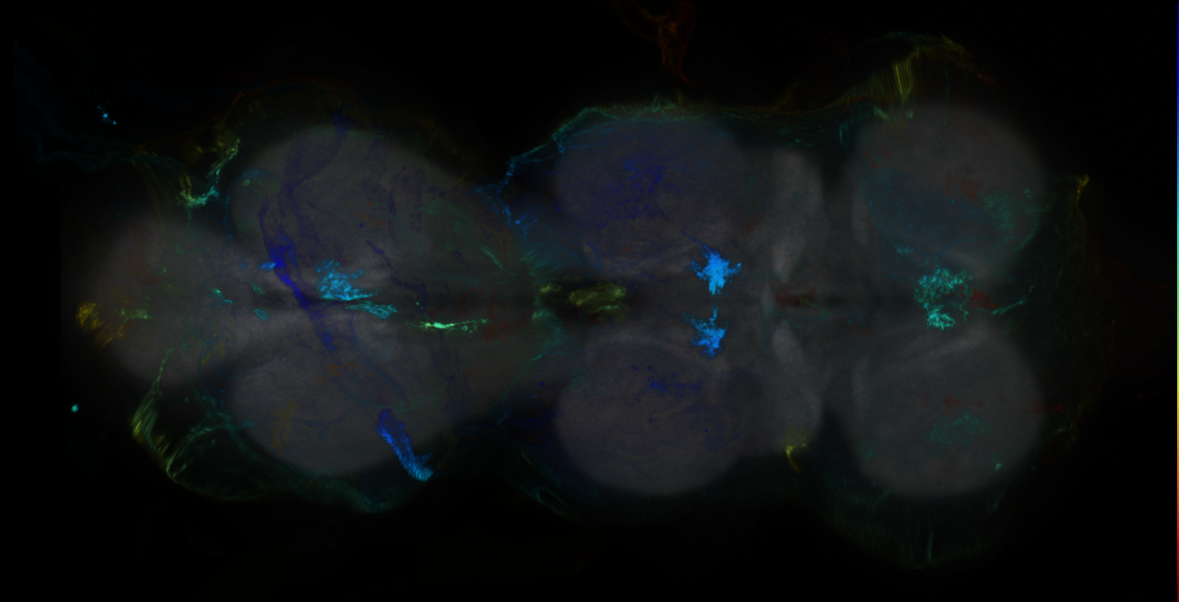 P{GMR60E09-GAL4} expression pattern