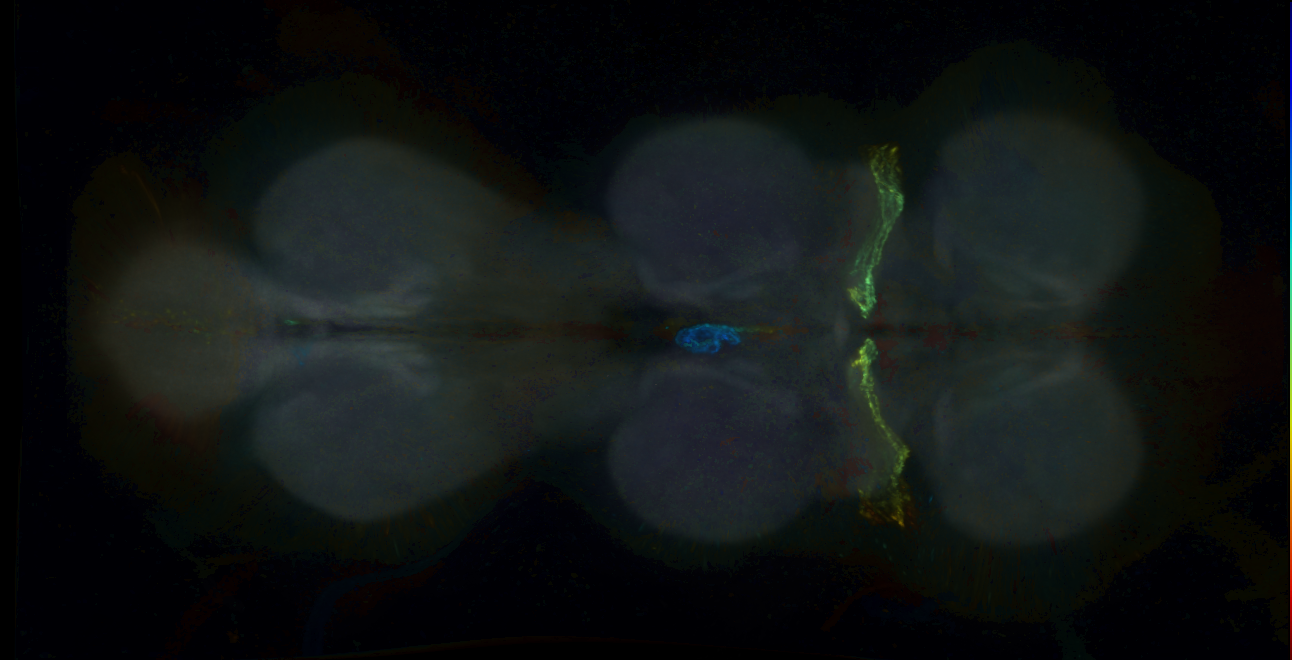 P{GMR60G02-GAL4} expression pattern